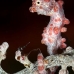 seahorse_pygmy_crci_mb_v_0255_png2088.jpg